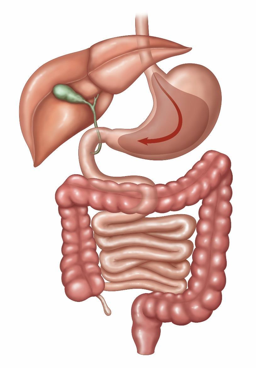 NORMAL DIGESTIVE SYSTEM - The first 200cm of small bowel is the jejunum ESOPHAGUS LOWER ESOPHAGEAL SPHINCTER (LES) STOMACH Capacity: average 1000 ml FUNDUS - Last