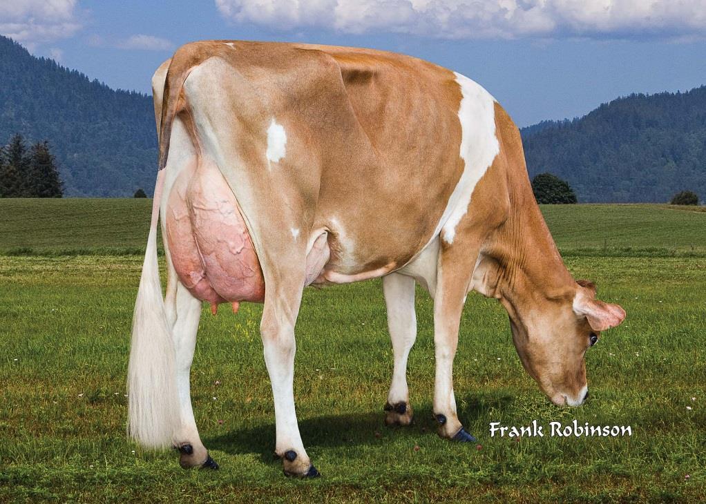 cow Gravid uterus