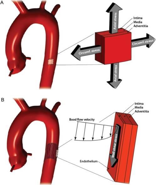 Arterial stiffness in patients with abdominal (AAA) or thoracic aortic aneurysms (TAA) Men with AAA presented with significantly elevated PWV levels compared to agematched controls Mean blood