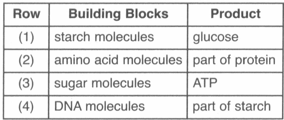 70. The diagram below represents the synthesis of a portion of a complex molecule in an organism. Which row in the chart could be used to identify the building blocks and product in the diagram?