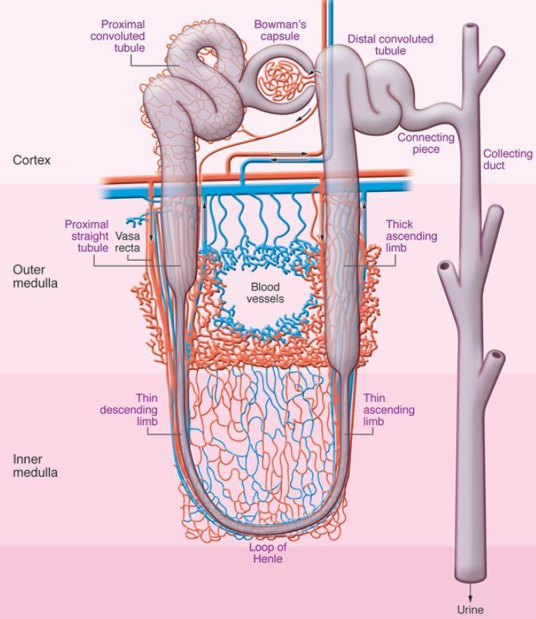 Nephron Anatomy and Corticomedullary Oxygen Gradient The pars recta of the proximal