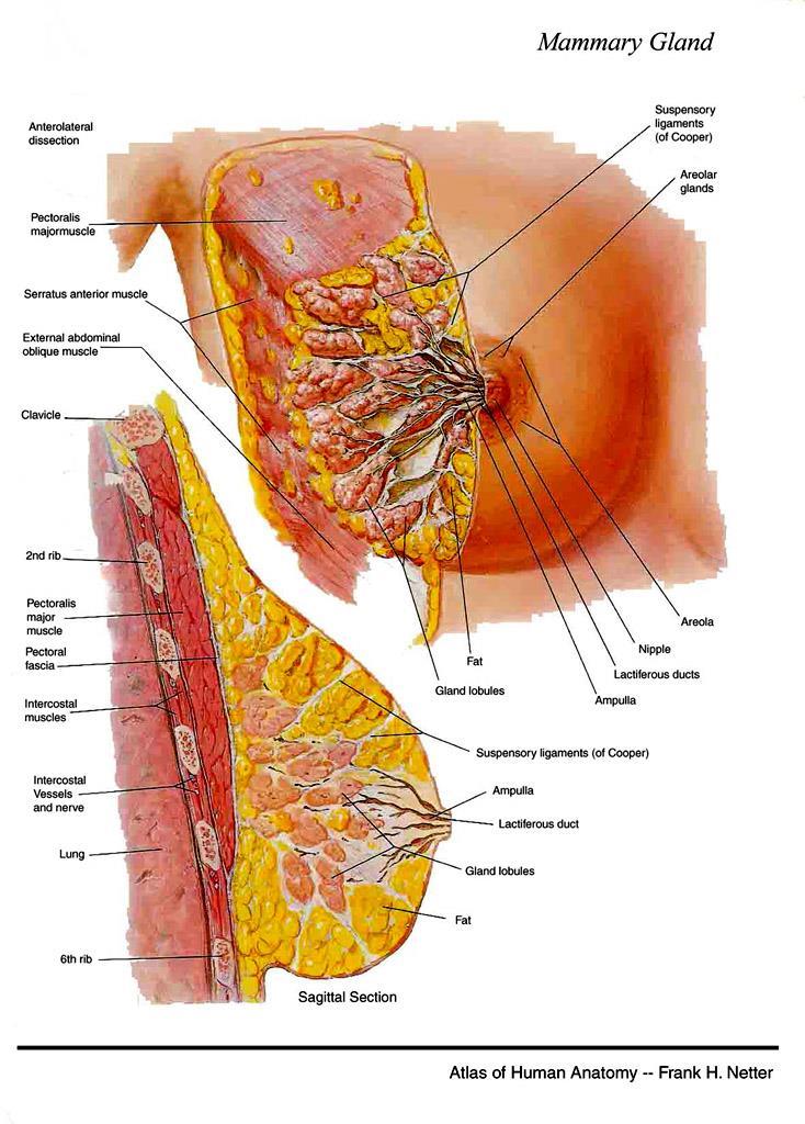ANATOMY Lies in subcutaneous tissue Base: midline to midaxillary line, 2nd to 6th rib Overlies pec major, serratus ant, rectus sheath,