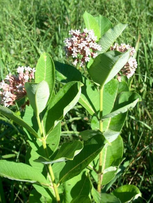IF MILKWEED IS THE TYPE OF PLANT MONARCHS PREFER, THEN MORE MONARCHS WILL