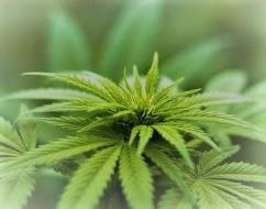 Cannabis: Therapeutic properties of the plant Medicinal cannabis is still illegal to be used in South Africa.