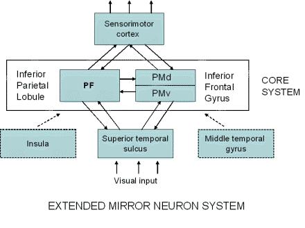 Different Perspective The Mirror Neuron System Simulation  action Mirroring systems bridges between perception and
