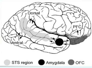(STS) in humans responds to biological motion Other areas do as well, including frontal cortex, SMA, insula, thalamus, amygdala SP is