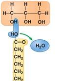 bonds This causes kinks or bends in the carbon chain because the maximum number of hydrogen