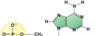 Nitrogenous base (adenine) Sugar 3.