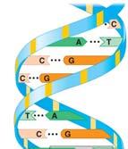 16 Nucleic acids are information-rich polymers of nucleotides A particular nucleotide sequence that can instruct the formation of a polypeptide is called