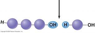 4 Monosaccharides are the simplest carbohydrates Carbohydrates range from small sugar
