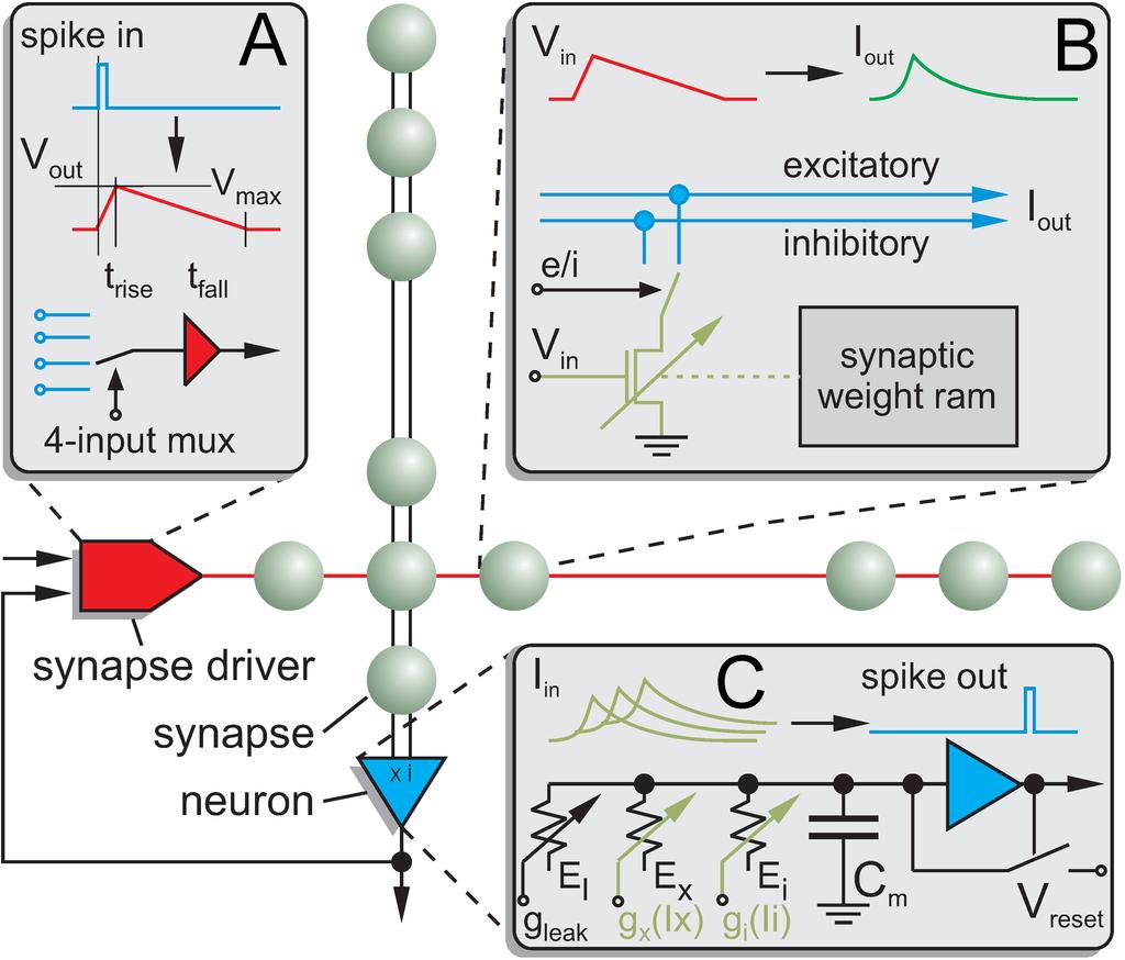 (A) Within the synapse array 256 synapse line drivers convert incoming digital spikes (blue) into a linear voltage ramp (red) with a falling slew rate t fall.