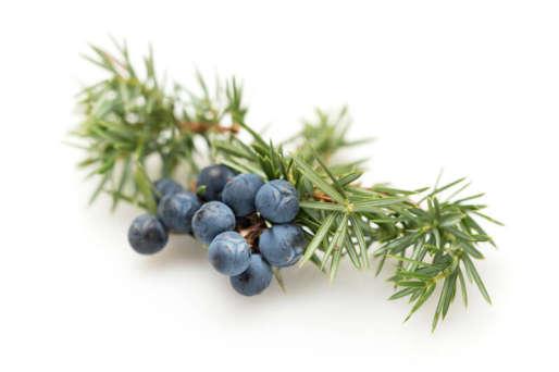 10.) Juniper Oil Juniper berries are well known for their detoxifying and cleansing properties.