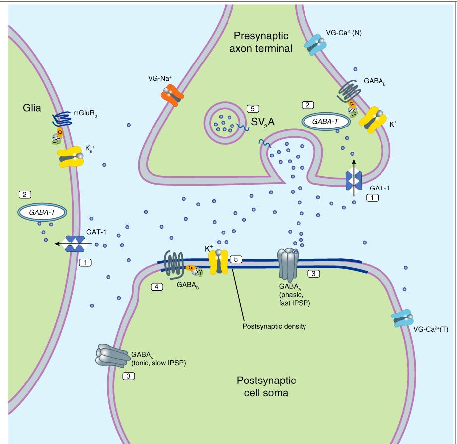 2. Introduction Drug mechanisms: Activation of Inhibitory Synapse (GABA) Molecular targets for antiseizure drugs at the inhibitory, GABAergic synapse.