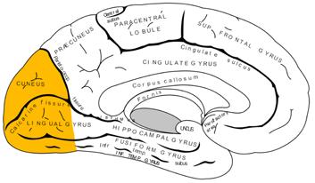 Chapter 6 Occipital Lobe Functional Overview The occipital lobe is composed of two basic subsections, the primary visual cortex and the visual association area.