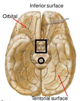 The Inferior Surface Of The Brain The inferior surface of the brain is divide by the stem of the lateral fissure into 2 parts : The orbital surface and the tentorial surface.