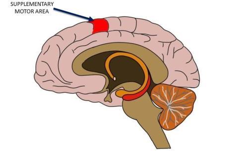 Inhibitory to muscle tone, Sends inputs to M4 Lesion: motor apraxia, spasticity, loss of postural stability.