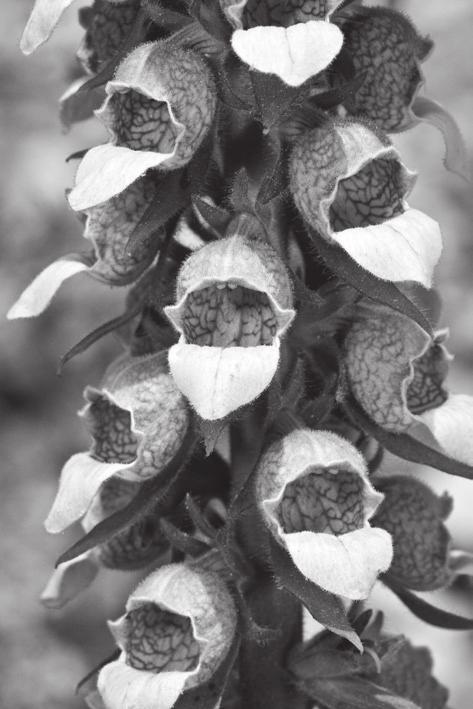 4 2 Woolly foxglove, Digitalis lanata, shown in Fig. 2.1A, and common oleander, Nerium oleander, shown in Fig. 2.1B, are plants grown for the attractive flowers that they produce.