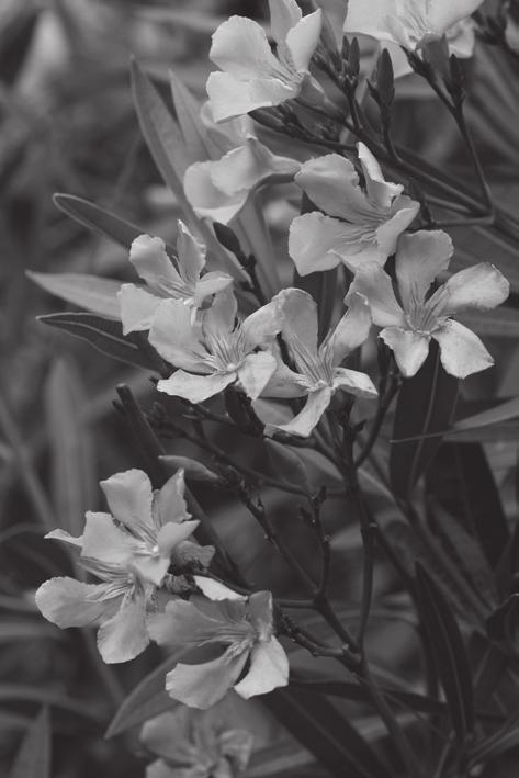 oleander is able to grow in very dry conditions. The leaves have adaptations to reduce water loss by transpiration. State the term used to describe a plant, such as N.