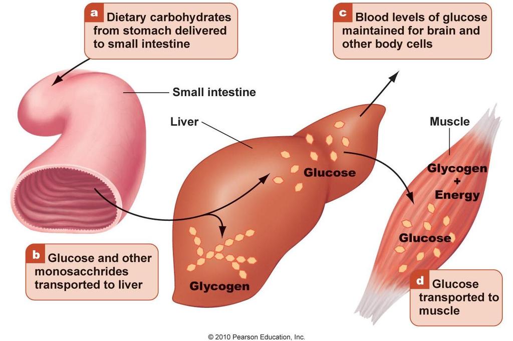 Glucose Is Stored in the Liver and