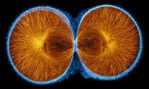 mitosis, in which the nucleus and its contents divide