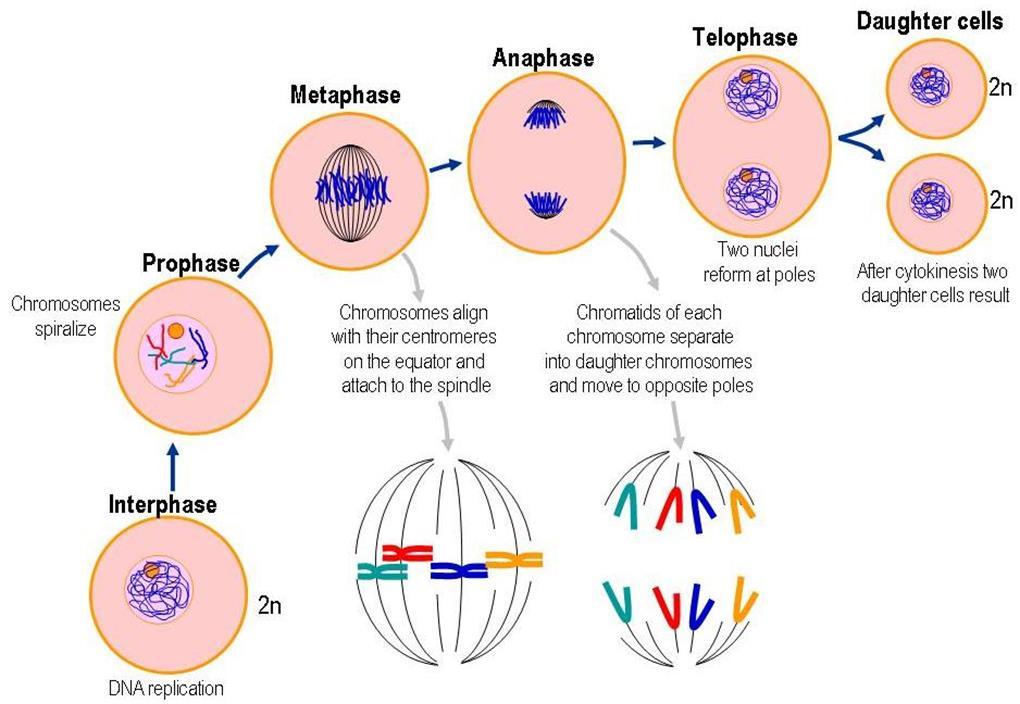 Mitosis Mitosis consists of four distinct phases: