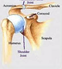 The 4 Joints of the Shoulder Glenohumeral Scapulothoracic Acromioclavicular