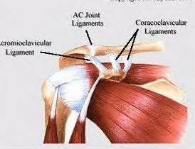 Labrum Static stabilizers provide minimal structural support; dynamic