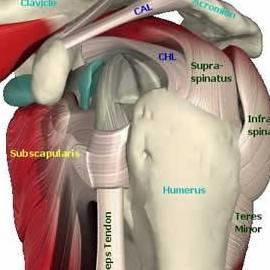Dynamic Stabilizers of the Shoulder The Rotator Cuff Muscles Supraspinatus