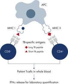 QuantiFERON-TB Gold Plus: Gaining attention in 2016 WHO TB report CD8 and CD4 T-cell response Current IGRA assays primarily detect a CD4 T-cell response.