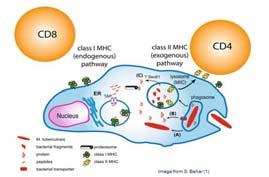 New CD8 + antigens: WHY?