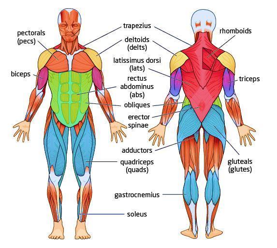 The Muscular System Hamstrings Page 5