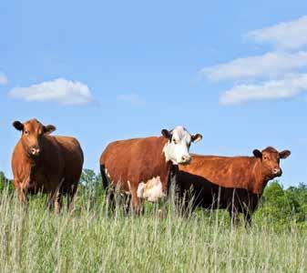 Improving Reproductive Performance and Calf Health Higher Pregnancy Rates Multiple university research studies show measurable results in reproductive performance in cows treated with 9.
