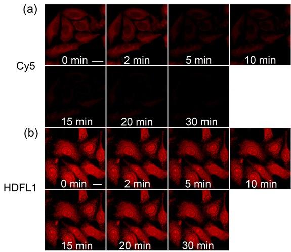 5. Fluorescence Microscopic Studies (C) Signal Loss % 2% 4% 6% 8% Cy5 HDFL1 1% 2 5 1 2 3 Time, min Figure S21.