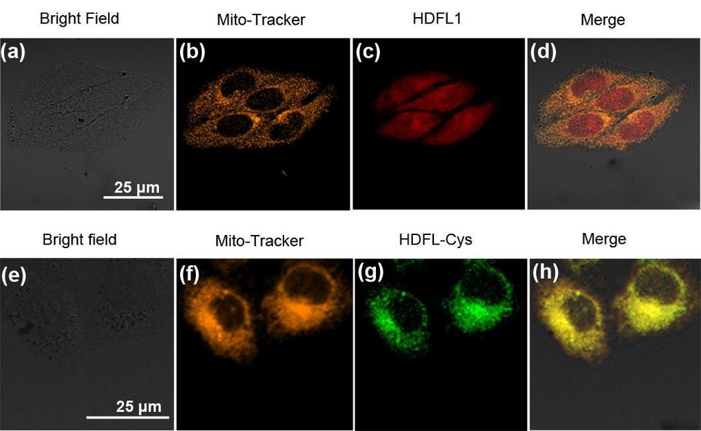 Fluorescence images from Mito-tracker Red, λ ex = 561 nm, λ em = 57-62 nm; (e) Fluorescence images from Hoechst 33342, λ ex = 45 nm, λ em = 425-475 nm; (c) verlay of the green and red channels.