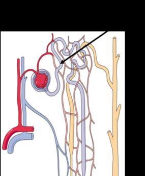 Question No. 4 of 10 Which segment of the nephron is labelled in the image below? Question #04 A.