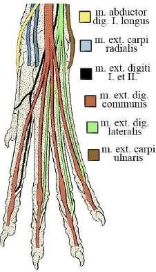 That tells you that this is the extensor carpi radialis Pick up the next muscle laterally to it. Trace it.