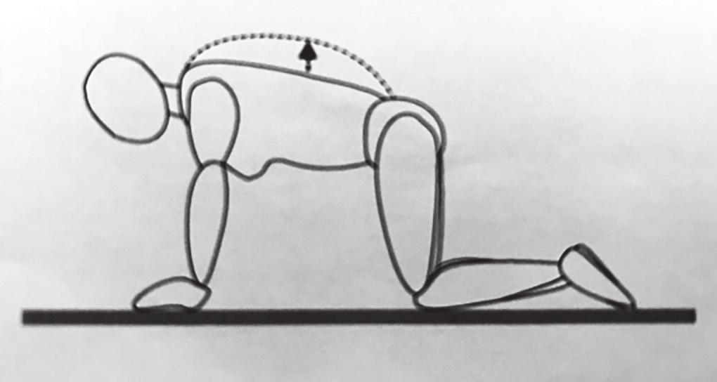IMPORTANT! DO NOT EXERCISE ON ALL FOURS BETWEEN 0-6 WEEKS POSTNATALLY.