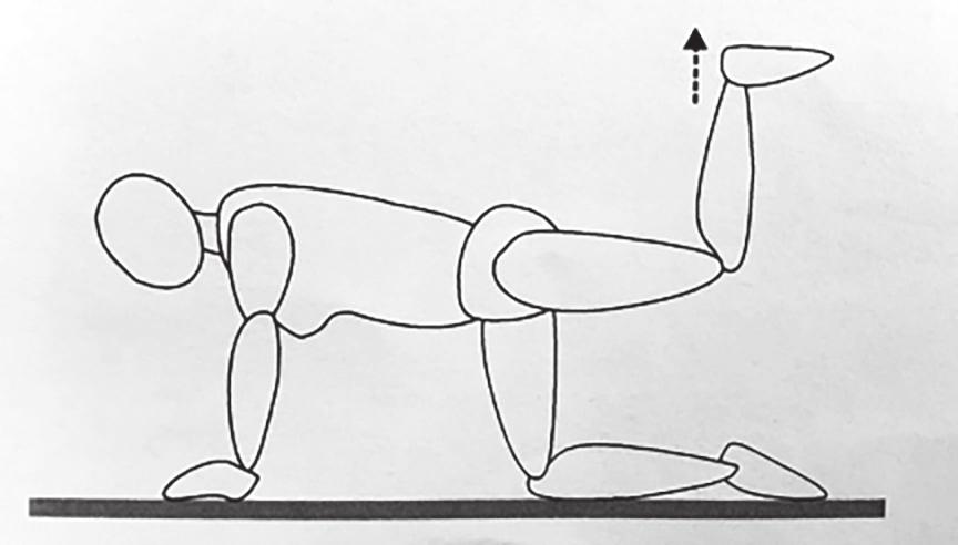 GLUTEUS MAXIMUS Kneel on all fours. Inner range pelvic tilt with pelvic floor muscle activation and squeezing of bottom muscles.