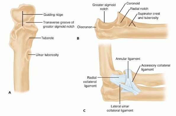 Page 26 of 35 FIG 11 The ulna. A.Anterior aspect. B.Lateral view. C.Radial collateral ligament complex.