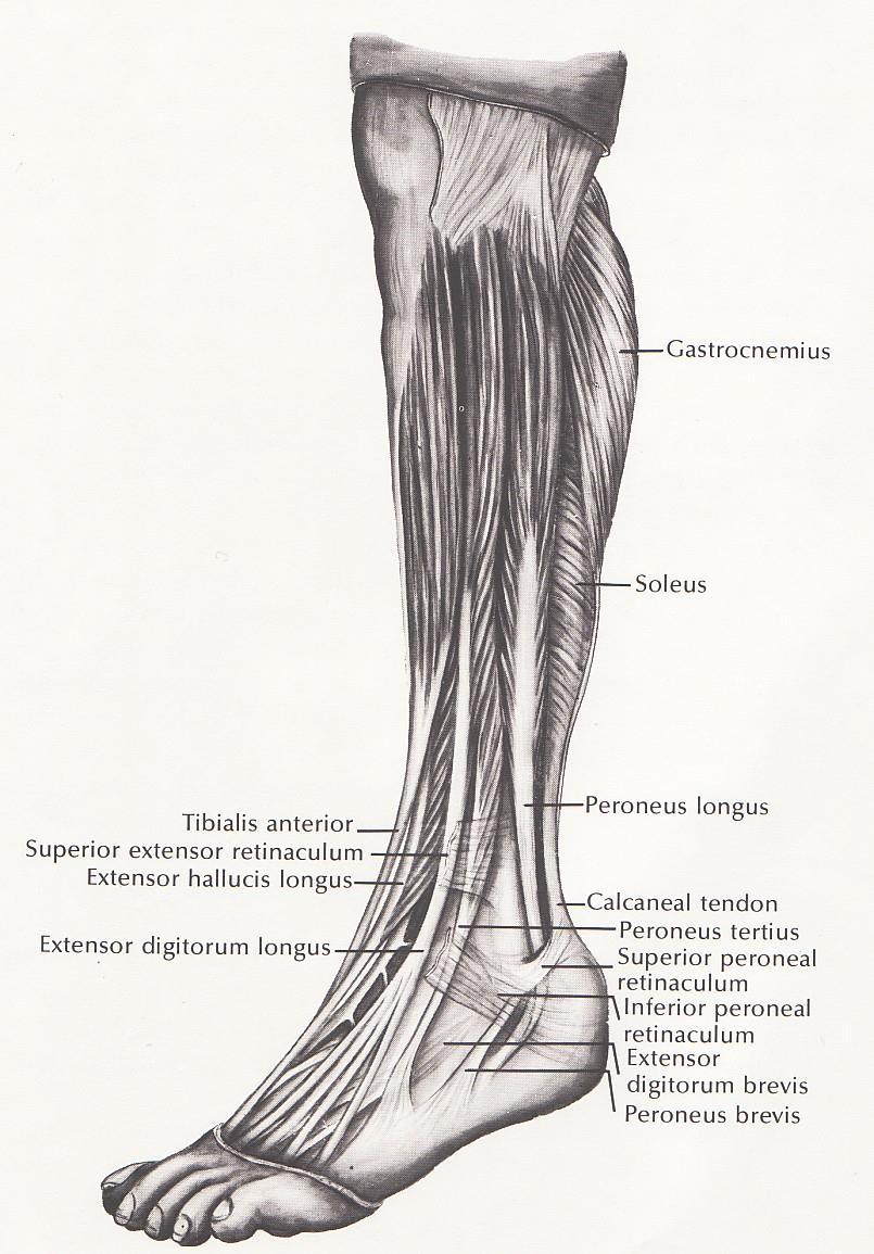 Left Leg Muscles -