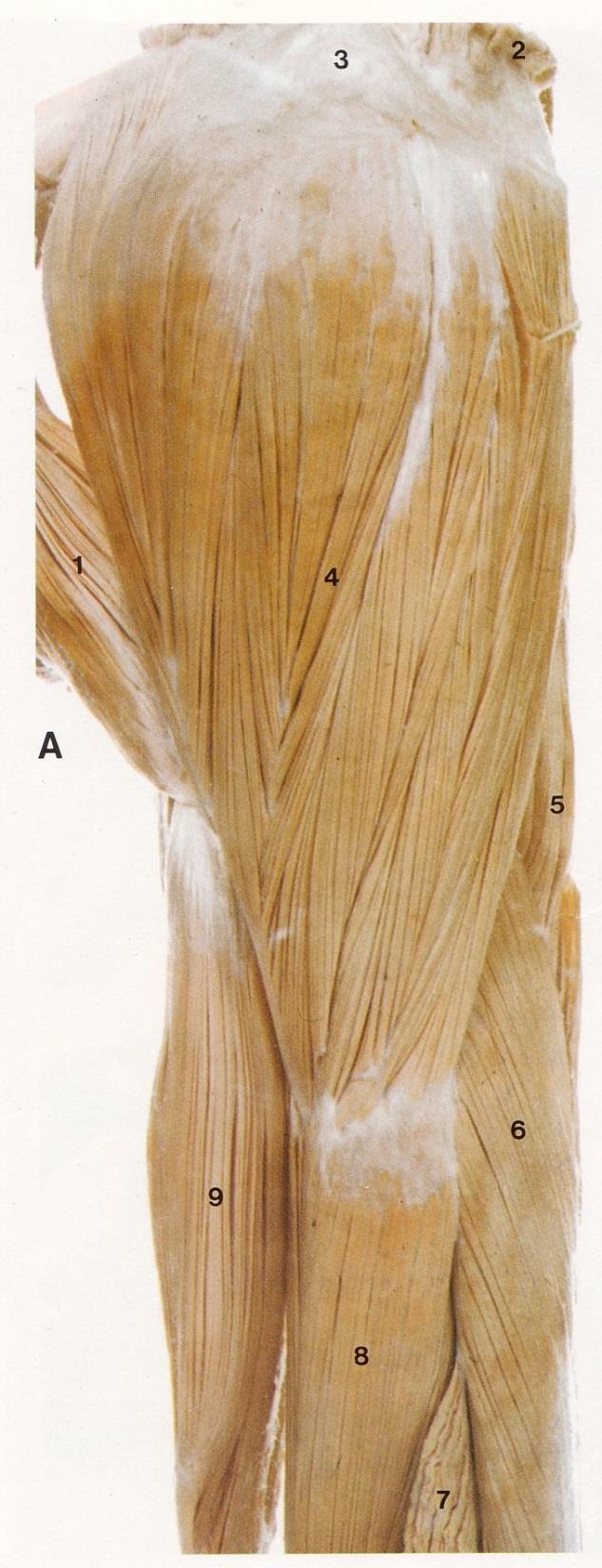 Middle L arm lateral Deltoid