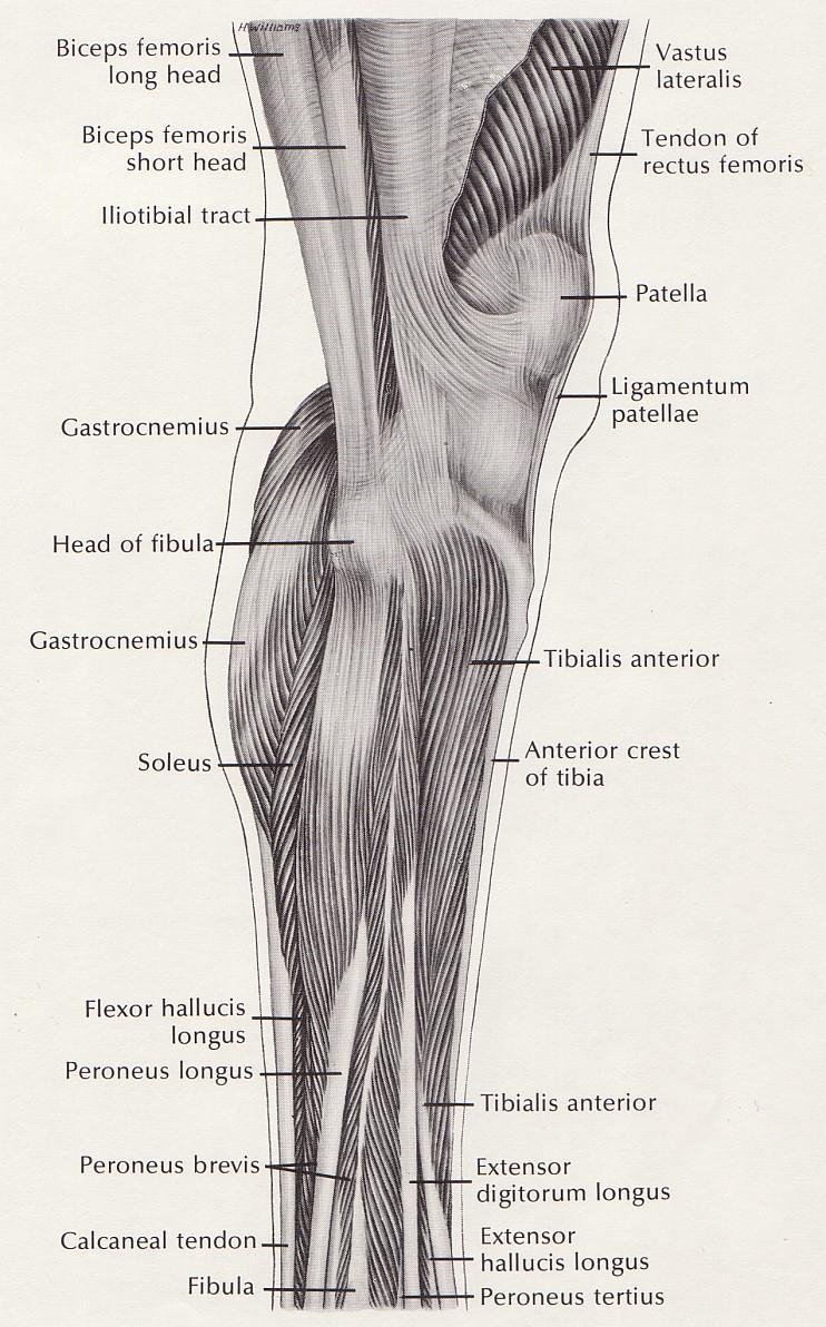 Right Leg Muscles -