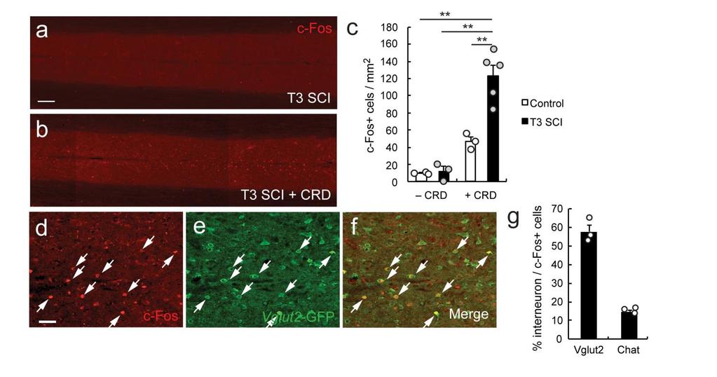 Supplementary Figure 5 Activating visceral-sympathetic reflexes via CRD induces c-fos expression in Vglut2 + excitatory spinal interneurons.