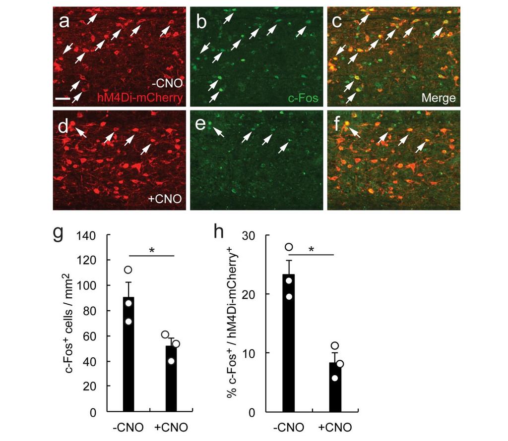 Supplementary Figure 7 Chemogenetic silencing of spinal autonomic circuitry reduces c-fos expression elicited by CRD, a potent visceral-sympathetic reflex stimulus.