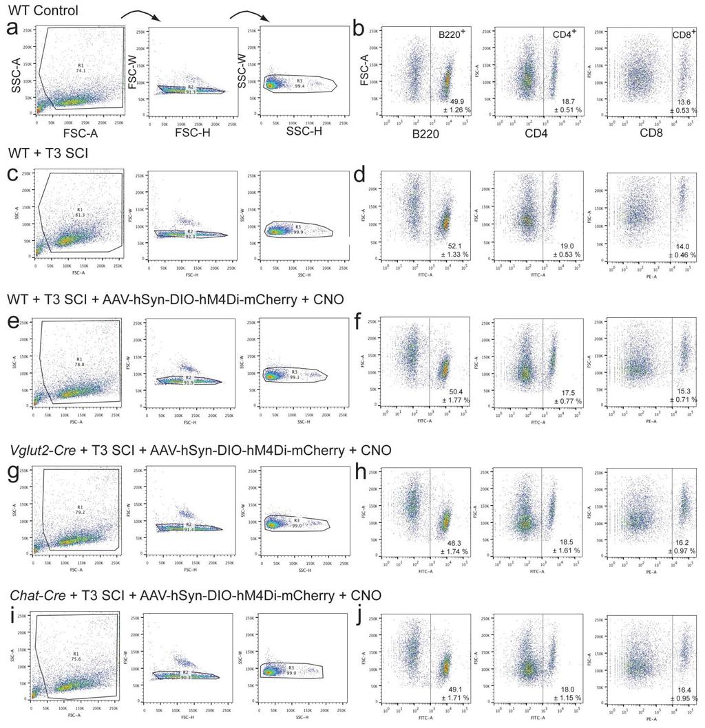 Supplementary Figure 8 Representative flow cytometry scatter plots of splenocytes derived from control and SCI mice with or without chemogenetic manipulation of autonomic circuitry.