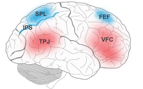 CHAPTER 1 INTRODUCTION Figure 1.2 The different brain areas that are correlated with dorsal and ventral attention system.
