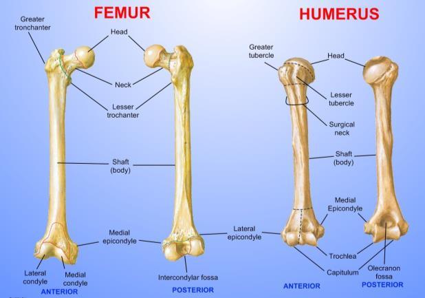 1. Long Bones 5 Types of