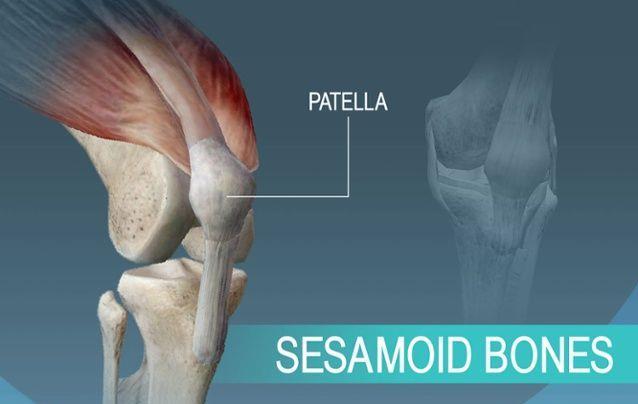 Sesamoid Bones - a small independent bones