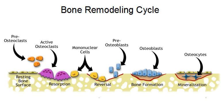 Bone remodeling is a