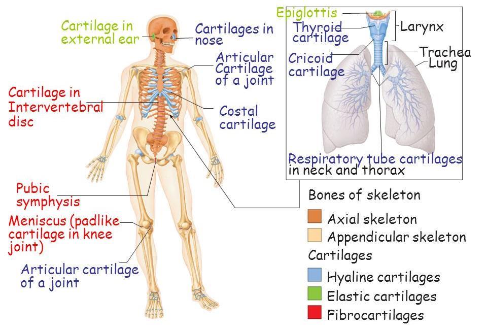 Cartilage - found throughout the body.